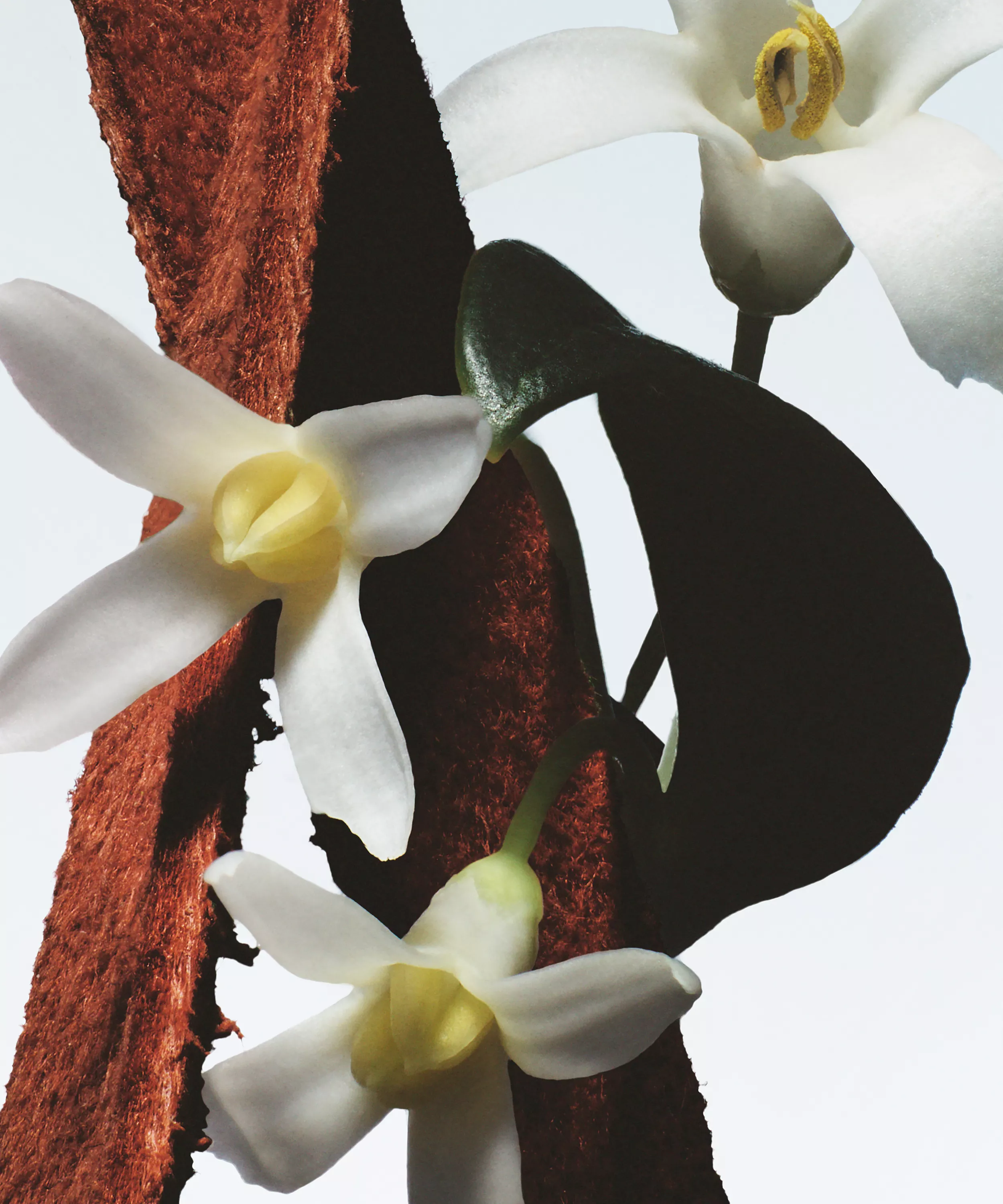 DRIES VAN NOTEN Fleur du Mal Eau de Parfum купить в Beauty Storage. Быстрая доставка по России и СНГ.