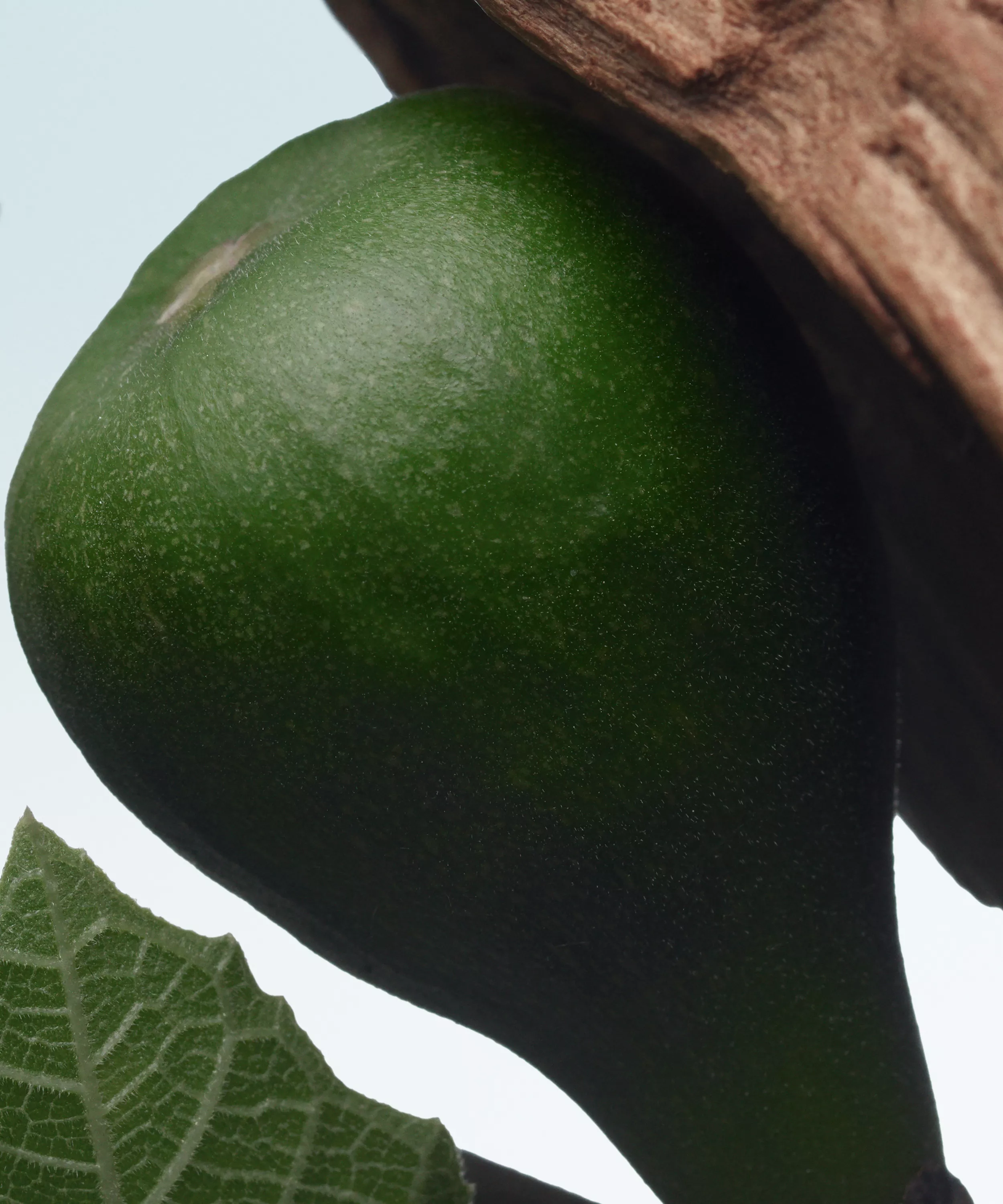 DRIES VAN NOTEN Santal Greenery Eau de Parfum купить в Beauty Storage. Быстрая доставка по России и СНГ.