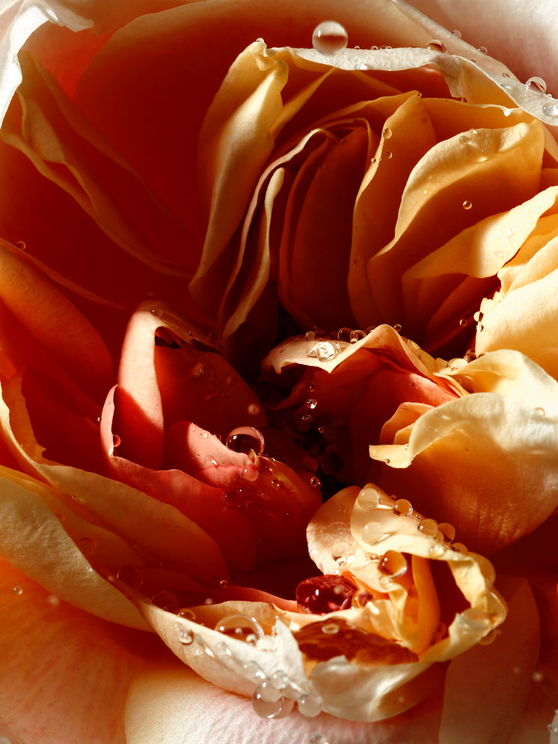 Купить DRIES VAN NOTEN Pepper & Rose Body Lotion на Beautystorage.ru. Быстрая доставка по России и СНГ.
