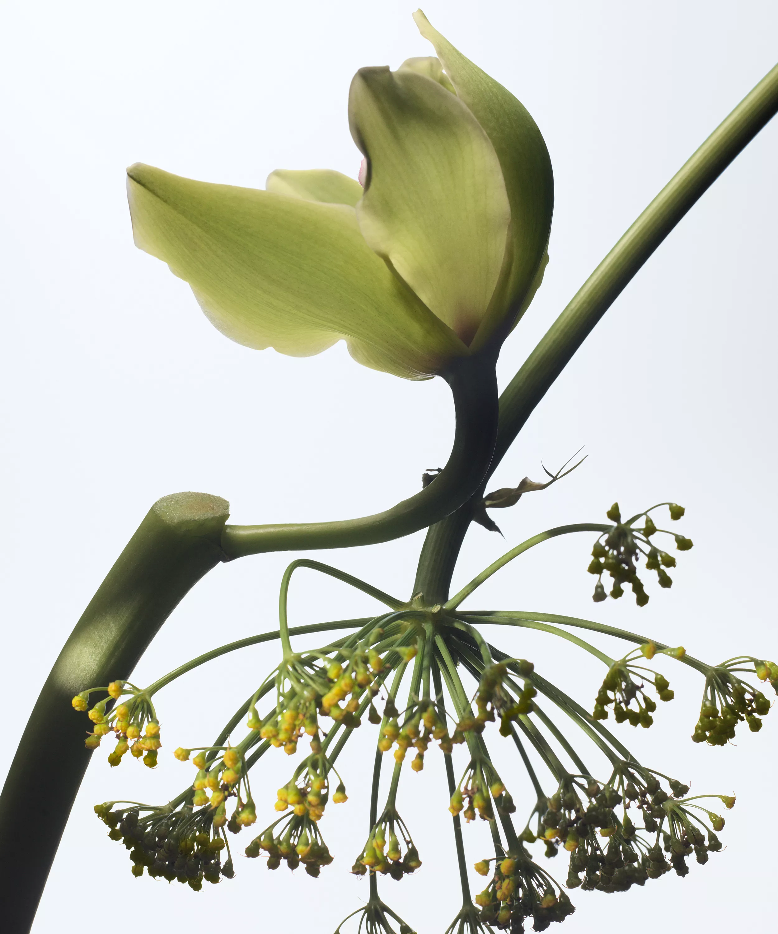 DRIES VAN NOTEN Vanille Camouflage Eau de Parfum купить в Beauty Storage. Быстрая доставка по России и СНГ.