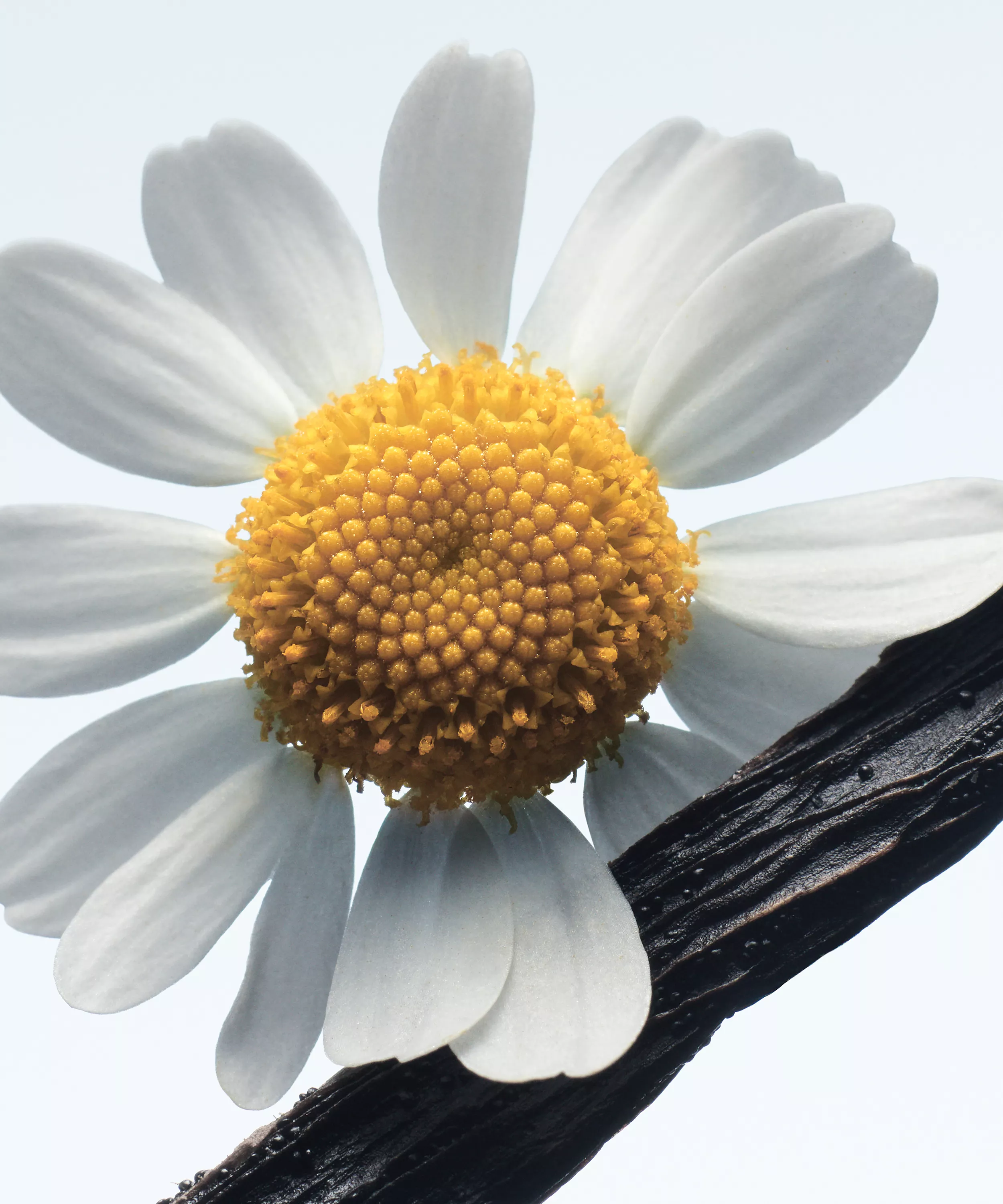 DRIES VAN NOTEN Camomille Satin Eau de Parfum купить в Beauty Storage. Быстрая доставка по России и СНГ.