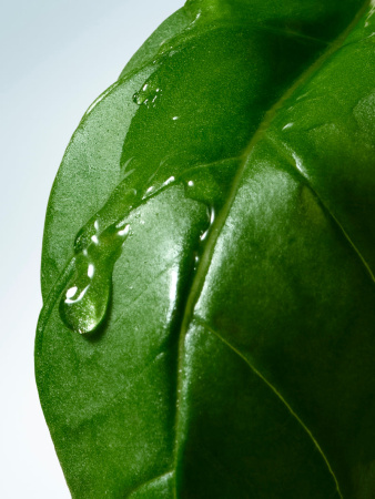 Купить DRIES VAN NOTEN Basil & Hinoki Body Lotion на Beautystorage.ru. Быстрая доставка по России и СНГ.